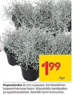 Hopealanka 10 cm ruukussa