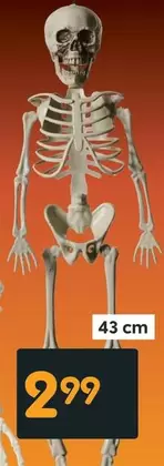 Skeleton