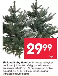 Sinikuusi Baby Blue