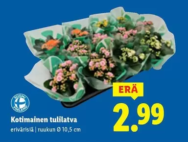 Kotimainen tulilatva