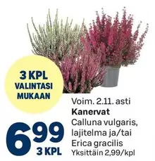Kanervat
