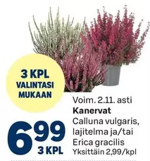 Kanervat
