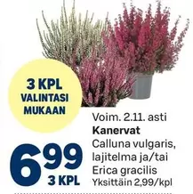 Kanervat