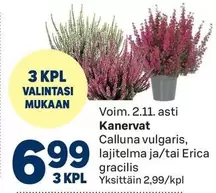 Kanervat