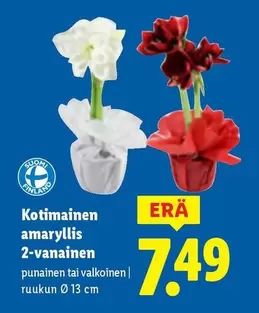 amaryllis 2-vanainen