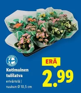 Kotimainen tulilatva