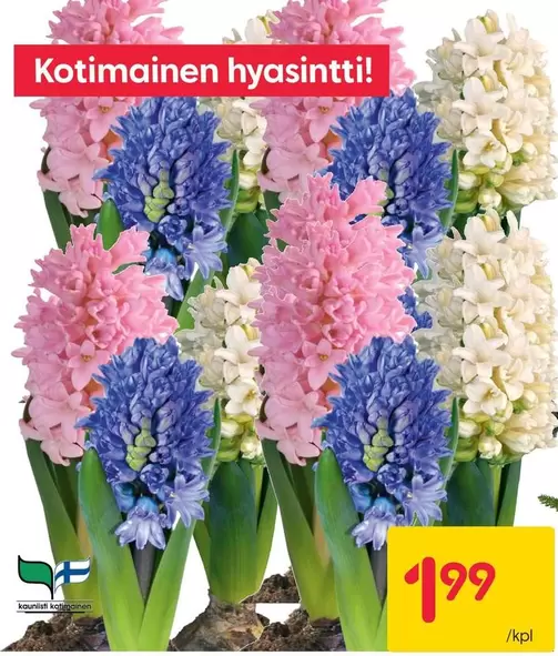 Kotimainen hyasintti!