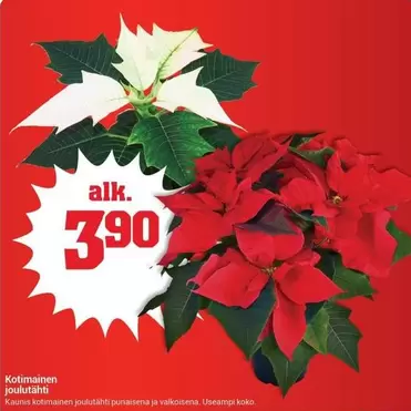 Kotimainen joulutahti