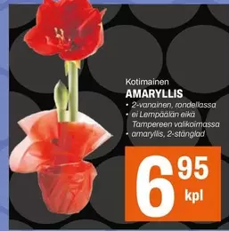 AMARYLLIS