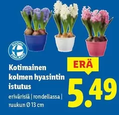 Kotimainen kolmen hyasintin istutus