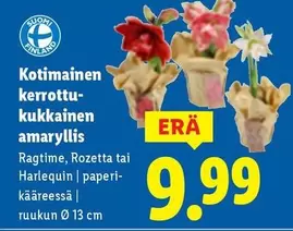 kerrottu-kukkainen amaryllis