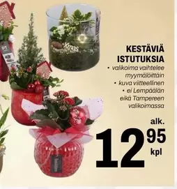 KESTÄVIÄ ISTUTUKSIA