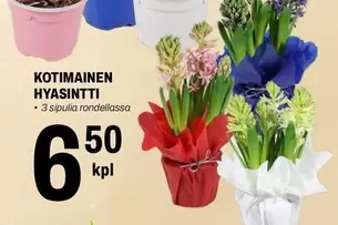 KOTIMAINEN HYASINTTI