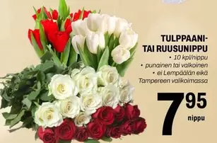 TULPPAANI- TAI RUUSUNIPPU