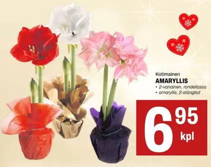 AMARYLLIS