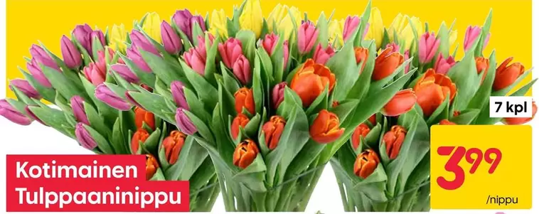 Kotimainen Tulppaaninippu