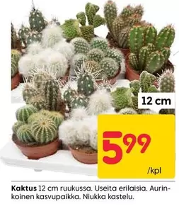 Kaktus