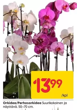Orkidea/Perhosorkidea