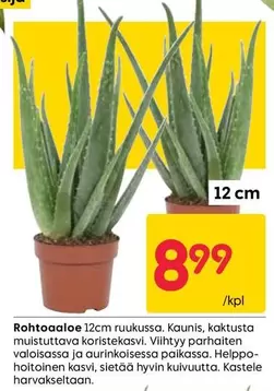 Rohtoaaloe