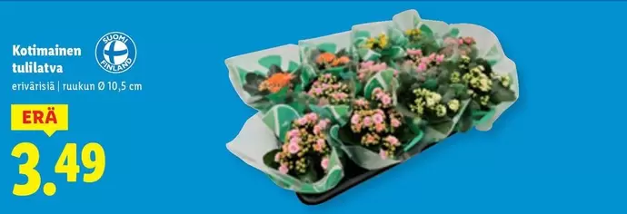 Kotimainen tulilatva