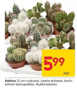 Kaktus