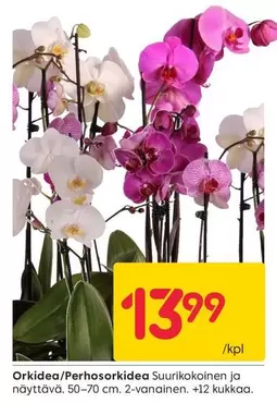 Orkidea/Perhosorkidea