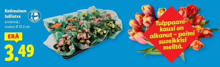 Kotimaisen tulilatva