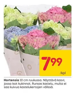 Hortensia