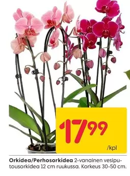 Orkidea/Perhosorkidea