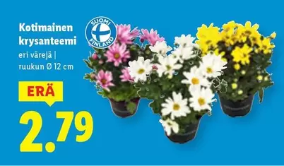 Kotimainen krysanteemi