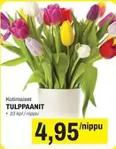 TULPPAANIT