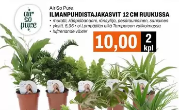 ILMANPUHDISTAJAKASVIT 12 CM RUUKUSSA