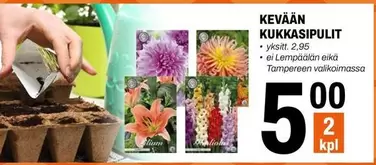 KEVÄÄN KUKKASIPULIT