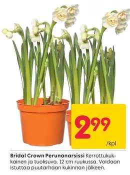 Bridal Crown Perunanarsissi Kerrottukuk-kainen