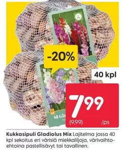 Kukkasipuli Gladiolus Mix