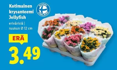 Krysanteemi Jellyfish