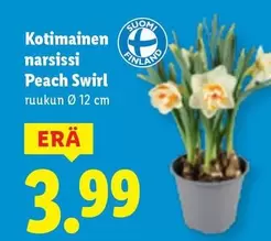Kotimainen narsissi Peach Swirl