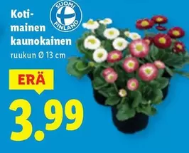 Koti- mainen kaunokainen