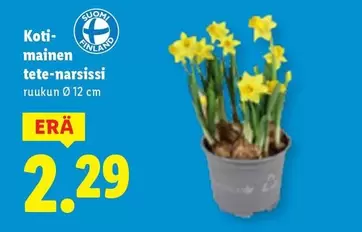 tete-narsissi