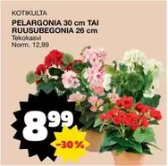 PELARGONIA 30 CM TAI RUUSUBEGOONIA 26 CM