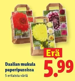 Dalian mukula paperipussissa