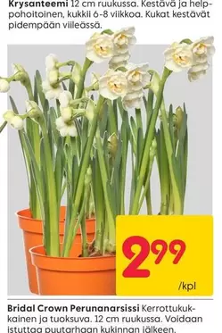 Krysanteemi Perunanarsissi Kerrottukukainen