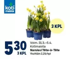 Narsissi Tête-à-Tête