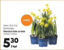 Narsissi tete-a-tete