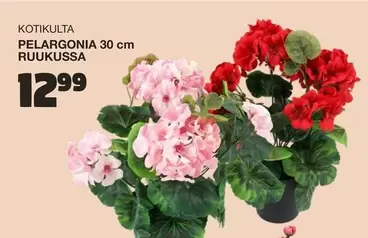 PELARGONIA RUUKUSSA