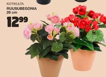 RUUSUBEGONIA