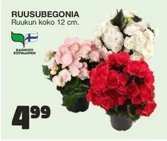 RUUSUBEGOONIA