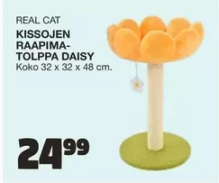 Daisy - KISSOJEN RAAPIMA-TOLPPA DAISY