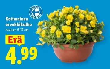 Kotimainen orvokkikulho
