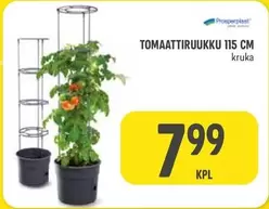 TOMAATTIIRUUKKU 115 CM